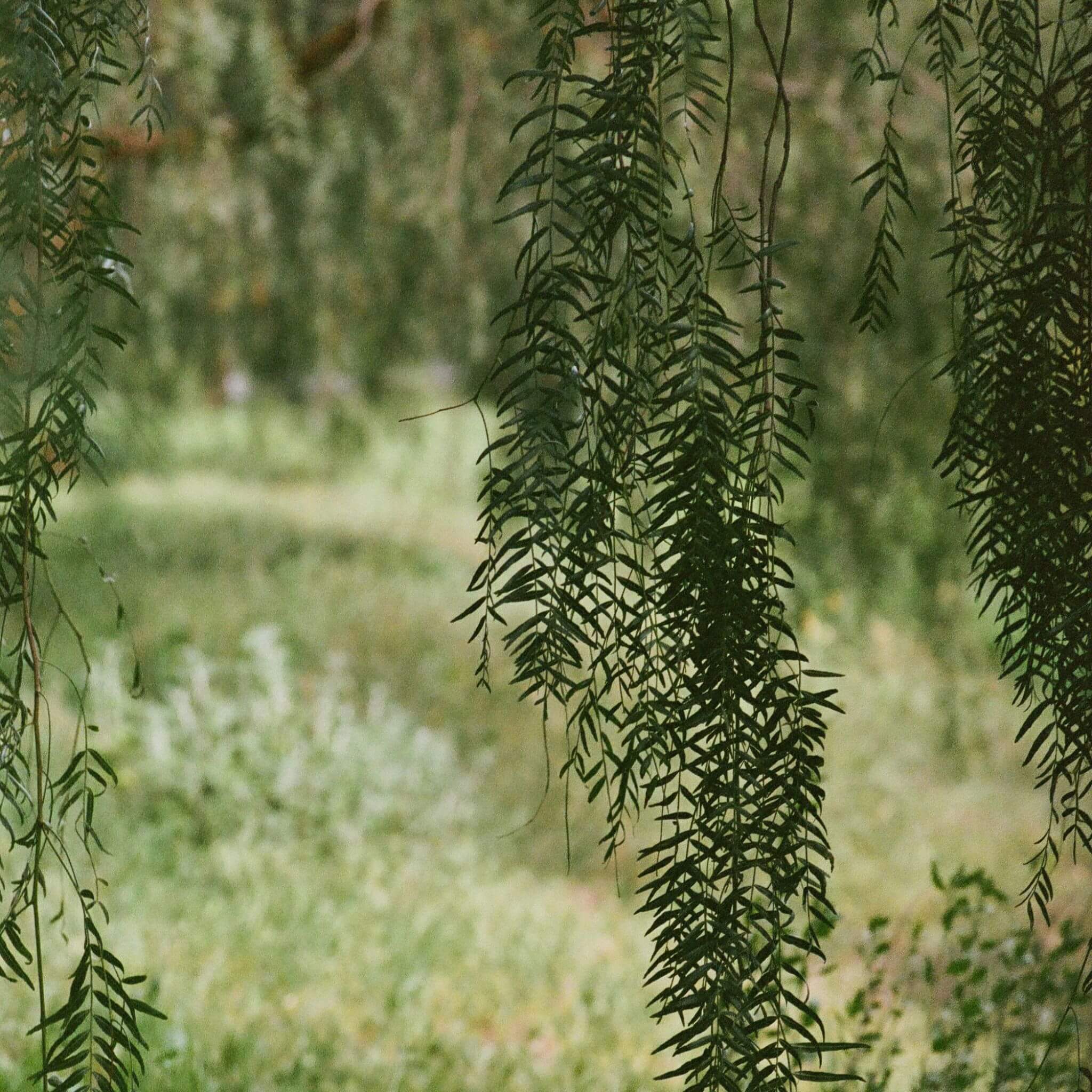 Peachy Keen Body Oil - LALICIOUS