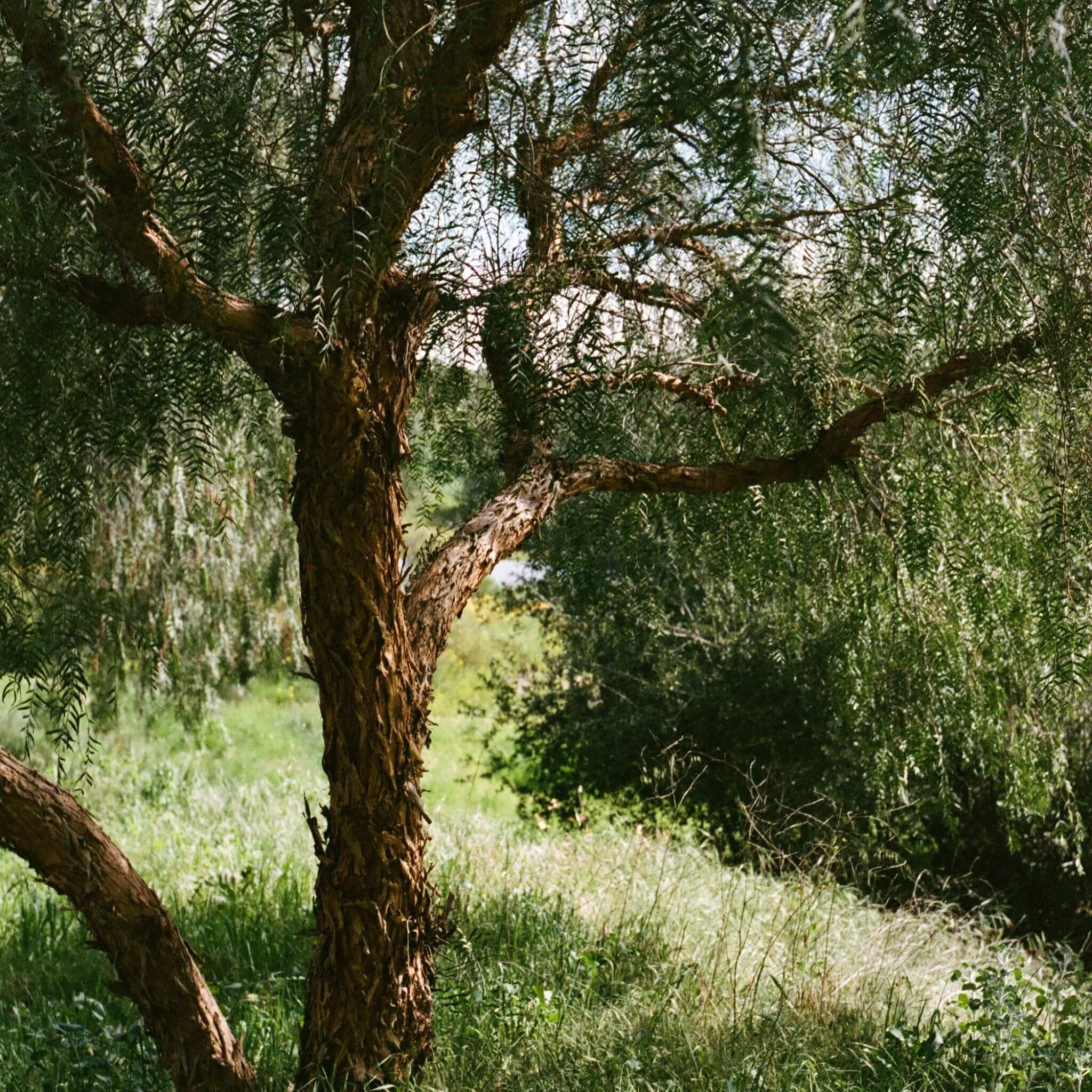 Peachy Keen Sugar Scrub - LALICIOUS